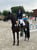 Horse ad