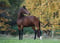 Horse ad