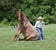 Annonce cheval