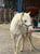 Anuncio de caballos