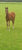 Paardadvertentie