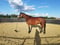 Horse ad
