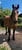 Horse ad