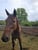 Horse ad