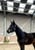 Annonce cheval