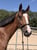 Annuncio cavallo