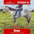 Annuncio cavallo