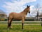 Horse ad
