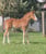 Annuncio cavallo