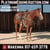 Horse ad