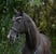Horse ad