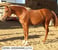Anuncio de caballos