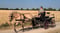 Horse ad