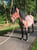 Horse ad