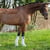 Horse ad