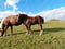 Horse ad