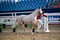 Horse ad