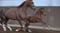 Annuncio cavallo