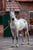 Horse ad