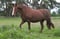 Horse ad