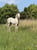 Annuncio cavallo