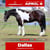 Annuncio cavallo