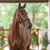 Annuncio cavallo