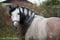 Horse ad