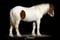 Horse ad