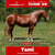 Annuncio cavallo