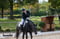 Horse ad