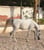 Annuncio cavallo