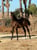 Horse ad