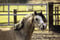 Horse ad