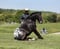 Horse ad