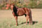 Horse ad
