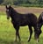 Annuncio cavallo