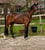 Annonce cheval