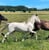 Horse ad