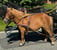 Horse ad