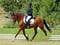Horse ad