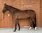 Annuncio cavallo