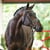 Annuncio cavallo
