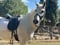 Horse ad