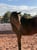 Horse ad