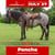 Horse ad