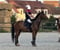 Annonce cheval