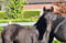 Horse ad