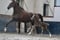 Annuncio cavallo