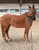 Horse ad